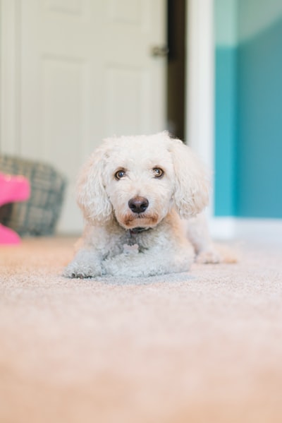 成人玩具贵宾犬躺在地毯上
